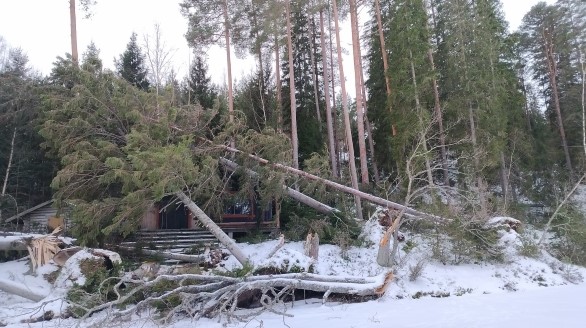 Ammattitaitoinen myrskyraivaus Vehmaalla – arboristi poistamassa vaarallisesti talon päälle kaatuneita puita rakennusten läheltä Varsinais-Suomessa.