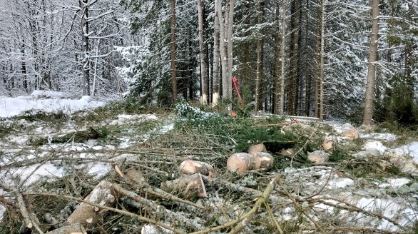 Harvennushakkuu Kiskossa, Salo – Pipon Metsä hoitaa metsänhoitotyöt asiantuntevasti