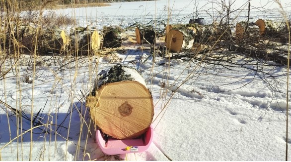 Lahopuun kaato Kiskossa, Salo – Pipon Puunkaato työssä