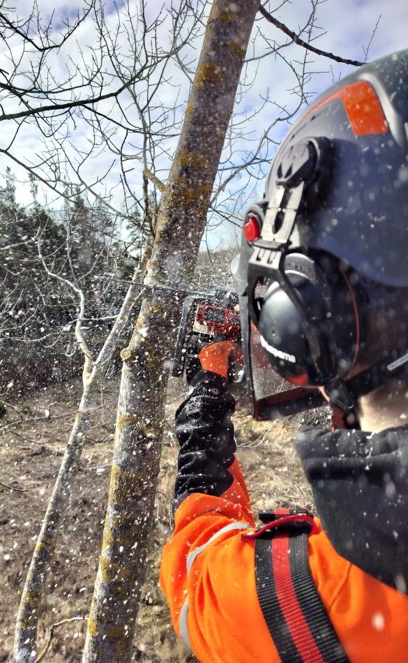 Turvallinen ongelmapuun poisto Paimiossa, toteuttajana kokenut Pipon Puunkaato.