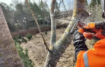Nostokoriavusteinen puunkaato Paimion alueella. Pipon Puunkaato hoitaa vaikeat ongelmapuut turvallisesti.