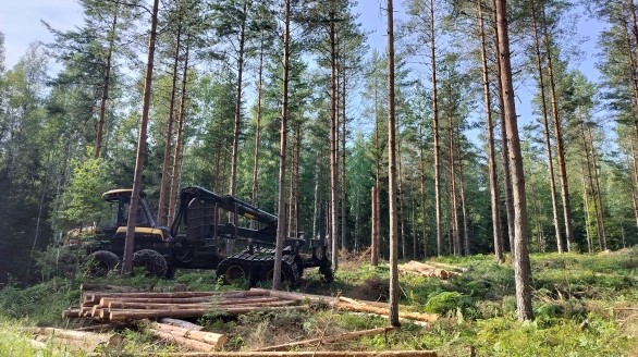 Pipon Puunkaato suorittaa metsän harvennusta Kiskossa – ammattitaitoiset metsuripalvelut ja puiden kaadot Varsinais-Suomessa.