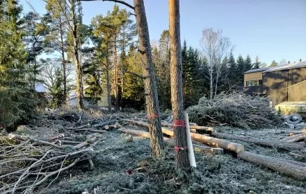 Tonttihakkuu Turun Hirvensalossa – Pipon Puunkaato raivasi tontin.