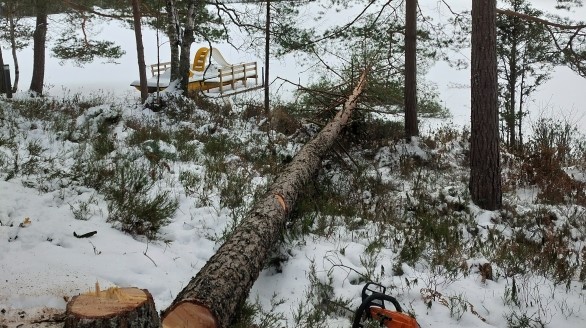 Metsuri kaatamassa vaarallista pihapuuta mökkitontilla Kiskossa – Turvalliset puunkaatopalvelut vapaa-ajan asunnoille Varsinais-Suomessa.
