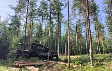 Ammattimainen harvennushakkuu Salon Kiskossa – Pipon Puunkaato suunnittelee ja toteuttaa metsänhoitotyöt