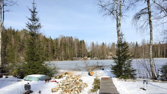 Metsuri kaatamassa lahoa koivua tunkilla Karjalohjalla – turvallinen pihapuun poisto suorakaatona.
