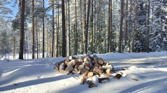 Pihapuiden kaato mökiltä suorakaatona ja klapimittaan sahaus Suomusjärvellä