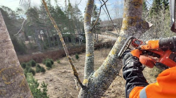Metsuri kaataa vaarallisen puun Kaarinassa nostokorilla