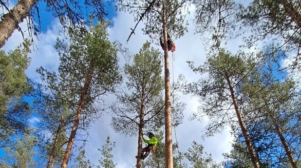 Vaarallisen puun kaato kiipeilemällä arboristin ja metsurin toimesta