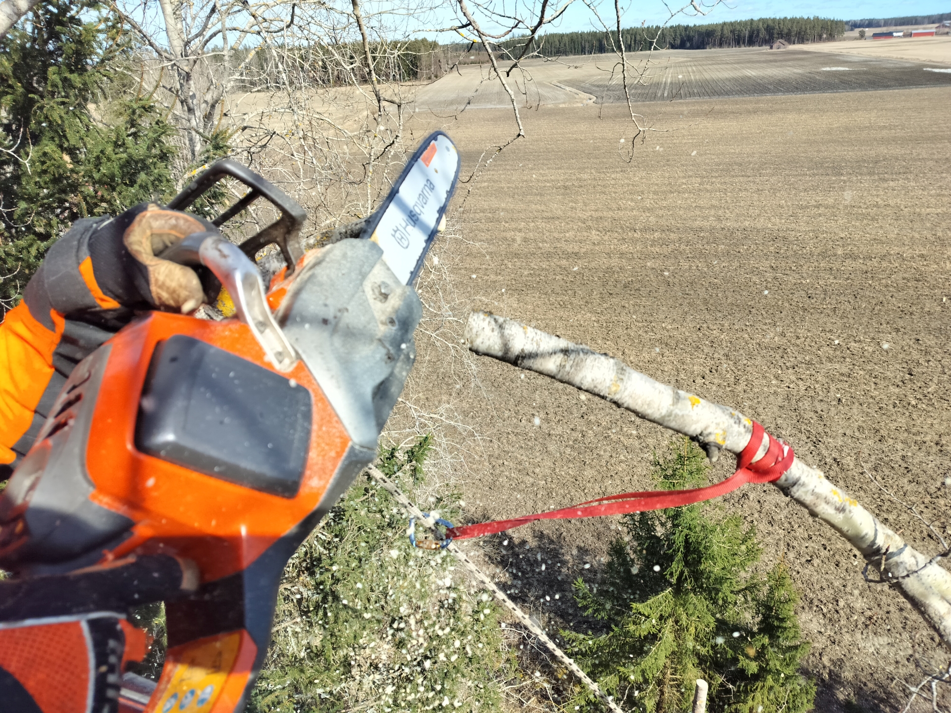 Pipon Puunkaato suorittaa vaativaa nostokorikaatoa Paimiossa – koulutettu arboristi ja metsuri poistamassa ongelmapuuta turvallisesti.