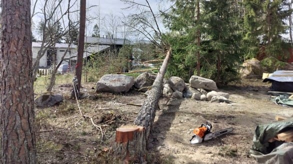 Kallistuneen ongelmapuunkaato Turun Hirvensalossa arboristin toimesta.