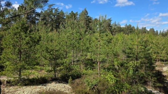 Harvennettu ja hoidettu nuori metsä taimikonhoidon jälkeen Sauvossa.