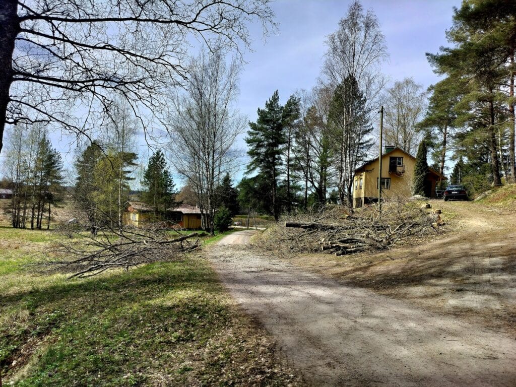 Lahojen tammien kaato Teijossa tunkin ja vinssin avulla sähkölinjojen läheisyydessä.