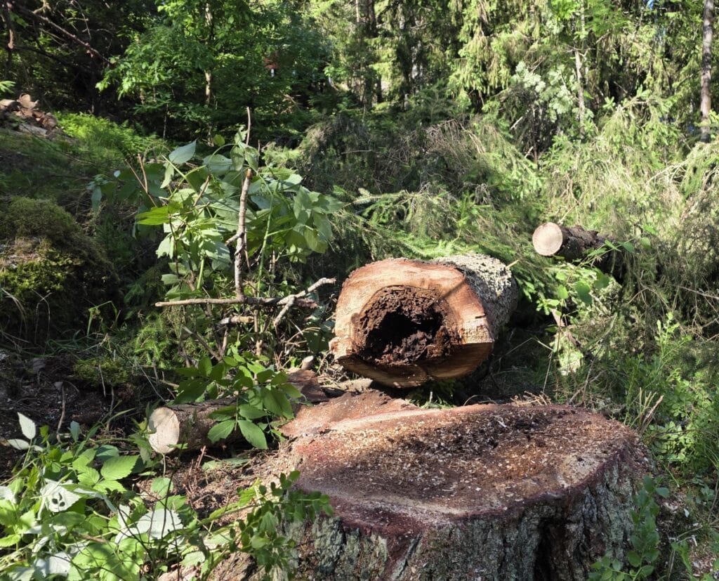 Laho puu kadettu Vihdissä mökin pihassa.