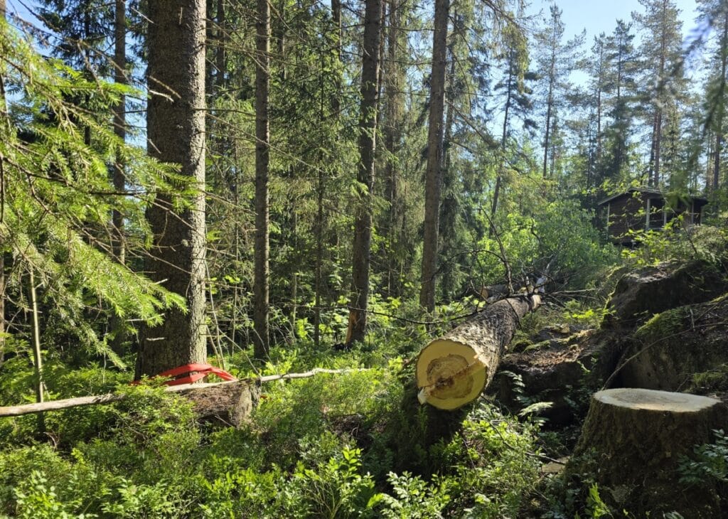 Puunkaato vinssillä ja taljalla tuettuna Vihdissä. Arboristi ohjaa suuren puun kaatosuuntaa turvallisesti vaijerin avulla.