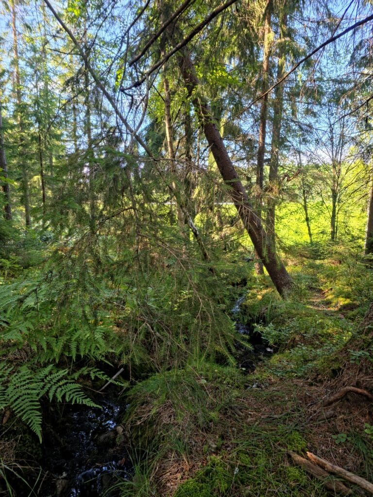 Metsuri tekee ennakkoraivausta Sauvossa suojellun noron ja hiirihaukan pesäpuun läheisyydessä.