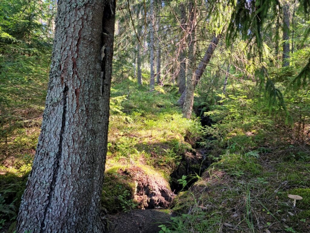 Metsänuudistusalueella virtaava luonnontilainen noro Sauvossa, jonka varrelle on jätetty kymmenen metrin levyinen raivaamaton PEFC-suojavyöhyke.
